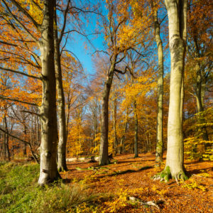 Deutschland, Mecklenburg-Vorpommern, Müritz-Nationalpark, Teilgebiet Serrahn, UNESCO Weltnaturerbe Buchenurwälder der Karpaten und Alte Buchenwälder Deutschlands, unberührter sonniger Buchenwald im Herbst, goldenes Laub Deutschland, Mecklenburg-Vorpommern, Müritz-Nationalpark, Teilgebiet Serrahn, UNESCO Weltnaturerbe Buchenurwälder der Karpaten und Alte Buchenwälder Deutschlands, unberührter sonniger Buchenwald im Herbst, goldenes Laub